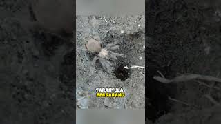 Tarantula Diketahui Memelihara Katak Kecil untuk Menjaga Telurnya shorts [upl. by Nyliac]