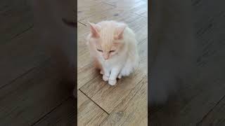 My cat is Turkish Angora shorts [upl. by Mackie652]