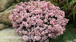 Raphiolepis indica Garden Center online Costa Brava  Girona [upl. by Geehan]