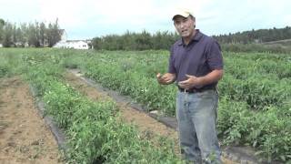 How to Grow Tomatoes Differences Between Bush and Vining [upl. by Novak631]