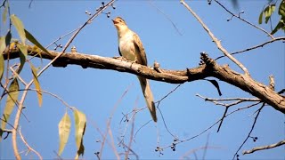 Saci cantando na natureza mais um vídeo desse belo exemplar da nossa fauna [upl. by Ynej]