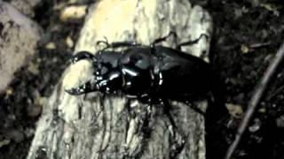 Mesotopus tarandus  Stag Beetle  Hirschkäfer [upl. by Lemor]