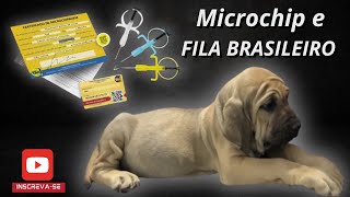 Fila Brasileiro microchip  filabrasileiro fila microchips doglovers video cachorro petlover [upl. by Sallyann884]