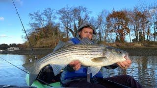 Marina Striped Bass 11324 Fall Run Long Island [upl. by Urbano]