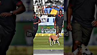 Meanwhile God Alian Lion king in cricket Ground 😎🔥shorts youtubeshorts [upl. by Ahsropal333]