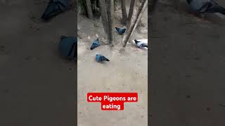 Cute PigeonsLaxmi Kabootar Pigeons are eating together Pigeons calling soundshorts viralshorts [upl. by Oivatco443]