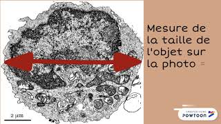 Comment calculer la taille réelle dun élément à partir dune échelle [upl. by Yvor]