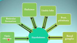 10 Functions of the hypothalamus and thalamus محاضرة فسيولوجي [upl. by Lehcir]