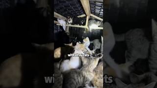 This rainy season they don’t have to get wet anymore cat shortvideo animals cute [upl. by Toy]