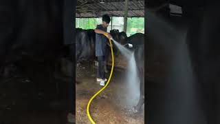 dairy farming🐂🐄 dairyfarm business jafrabadibuffalo viralshorts [upl. by Aziar852]