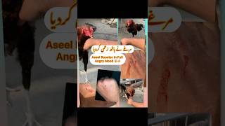 Aseel Rooster Hand Training  Aseel Murga Ki Ladai  youtubeshorts shorts aseellovers birds [upl. by Eiznyl]