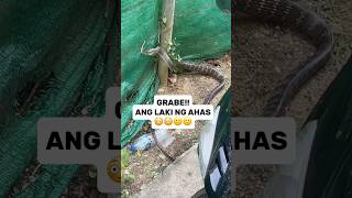 🇹🇭BIG SNAKE IN THAILAND  FEELING THAILANDER shorts [upl. by Eniala]