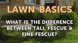 What Is the Difference Between Tall Fescue amp Fine Fescue [upl. by Amer]