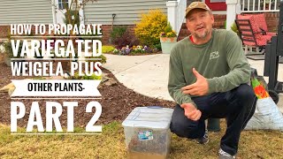 How to Propagate Variegated Weigela Plus Tips for Garden Success [upl. by Tybalt842]