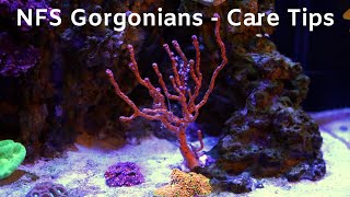 NPS Gorgonians in Your Reef [upl. by Gerlac49]