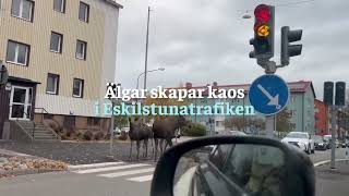 Älgkaos mitt i Eskilstuna Sverige [upl. by Noyad519]