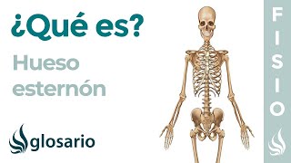 Hueso ESTERNÓN  Qué es significado ubicación función y por qué duele [upl. by Linnea]