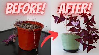 How to SAVE or REVIVE a Dying Oxalis Plant Oxalis Triangularis Plant Care [upl. by Grimbal9]