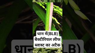 🌾🌾धान में BLB का बचाव अभी से कर लो 😳 shorts  bacterial leaf blight  blb in paddy [upl. by Aiuqes867]