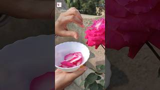 Rose Petals Lip Balm🌹👄DIY Easy homemade lip balm shorts youtubeshorts [upl. by Oicaroh]