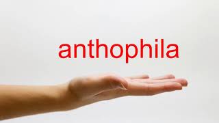 How to Pronounce anthophila  American English [upl. by Ilaw]