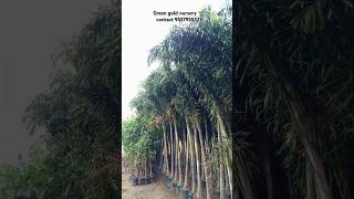 Foxtail palm available palmtree nursery gajraulanursery shorts GGNG [upl. by Foulk]