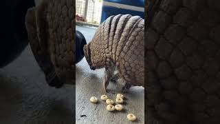 Julio the Armadillo Snacking ASMR [upl. by Julio708]