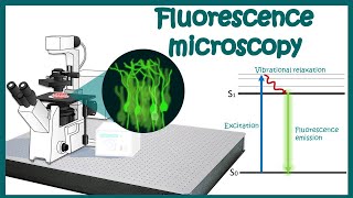 Fluorescence Microscopy  Fluorescence microscopy principle  application of Fluorescence microscopy [upl. by Shermy]