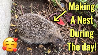 Hedgehog building a nest in the middle of the day  Rare footage [upl. by Koloski]