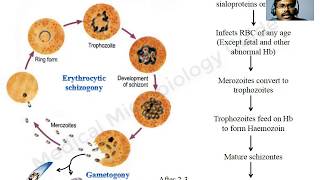 Plasmodium falciparum lecture [upl. by Niela]