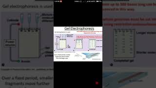 Agarose gel electrophoresis in hindi  Biology solution [upl. by Ahsitaf]