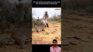 Animals Battle yt channel 🙏 Animals attack 🐈rescue wildlife trending bigcats shorts [upl. by Rauch413]