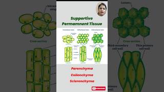 Understanding Permanent Tissues in Plants Parenchyma Collenchyma amp Sclerenchyma Explained [upl. by Marlane312]