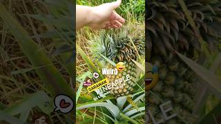 Sarawak Pineapple home grown agriculture travel discovery tropical nature plants fruit shorts [upl. by Aikit]