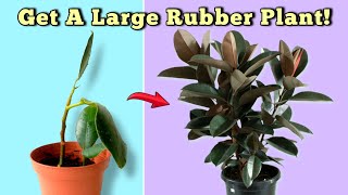 7 ESSENTIAL Rubber Plant Care Tips  You Should NOT MISS Ficus Elastica [upl. by Yerfej]