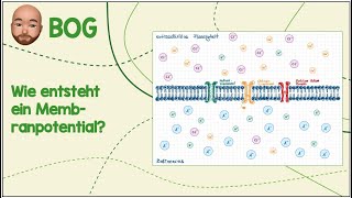 Wie entsteht ein Membranpotential [upl. by Frantz]