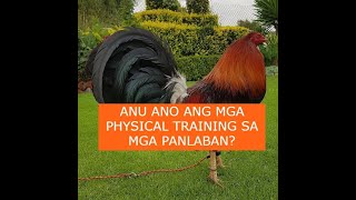 Sabong tips ANU ANO ANG MGA PHYSICAL TRAINING SA MGA PANLABAN [upl. by Ahsyle]