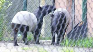 Creature Feature  Malayan Tapirs [upl. by Ydualc]