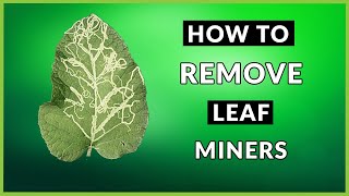 How To Remove Leaf Miners  3 Easy Steps [upl. by Ardnayek585]