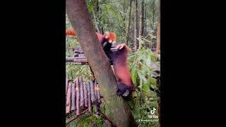 My territory is sacred and inviolable😎😎😎fy fyp trending cute adorable redpanda funny [upl. by Llerad128]