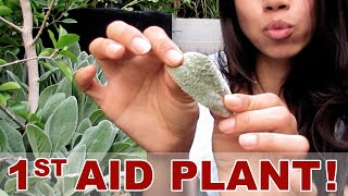 Grow 1st Aid Plant [upl. by Particia183]