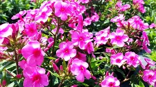 Best Perennials for Sun  Phlox Early Start Pink Garden Phlox [upl. by Annunciata51]