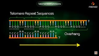 Telomerase Function  Animation [upl. by Ernestus]