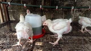 Broilers drinking bitter leaf extract [upl. by Katlin]