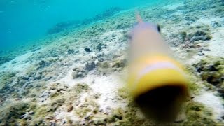 TRIGGERFISH ATTACKING GOPRO GUAM [upl. by Auerbach]