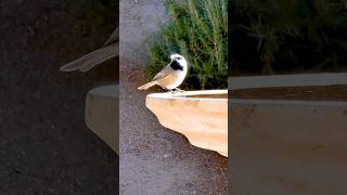 Mountain Chickadee🐦Sunny Morning Swallow mountainchickadee [upl. by Melas438]