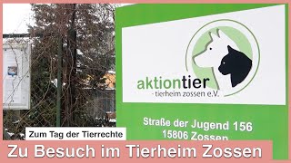 Tag der Tierrechte  Zu Besuch im Tierheim Zossen [upl. by Jarrow371]