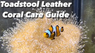 Best Coral For Hosting Clownfish  Toadstool Leather Coral Care Guide  Shedding Growth Placement [upl. by Aikram]