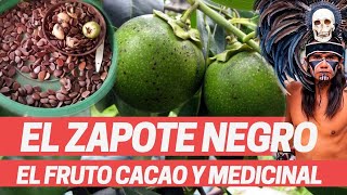 ZAPOTE NEGRO quotFruto cacaoquot PLANTA MEDICINAL AMERICANA DE LOS MAYAS medicina Prehispánica Diospyros [upl. by Ttoile]