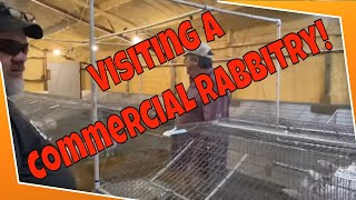 We visited a commercial rabbitry [upl. by Adli443]